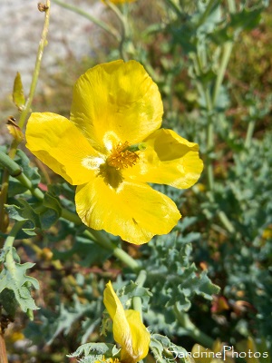 Pavot cornu, Glaucium flavum, Fleurs sauvages jaunes, Plage de Lehan, Treffiagat, Finistère 2020 (7)