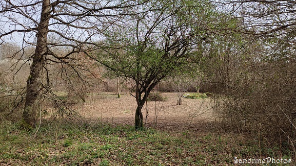 Paysage, Prairie humide le long du Crochet, l`Huilerie, Queaux (9)