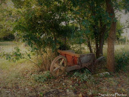 Paysage d`automne, Ancienne brouette en bois sous un bosquet de chênes, Bouresse, Refuge LPO le Verger, Biodiversité du Sud-Vienne (71)