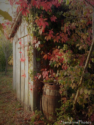 Paysage d`automne, Cabane de jardin et vigne vierge aux feuilles rouges, Bouresse, Refuge LPO le Verger, Biodiversité du Sud-Vienne (67)