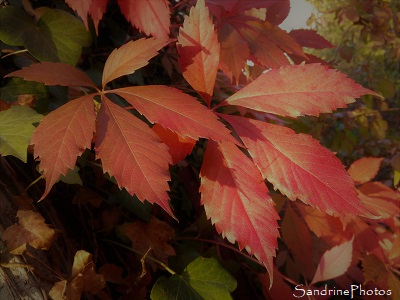 Paysage d`automne, Vigne vierge et ses feuilles rouges, automne, Bouresse, Refuge LPO le Verger, Biodiversité du Sud-Vienne (63)