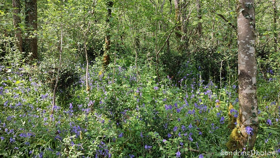 Paysage de sous-bois, jacinthes des bois, L`Huilerie, Queaux (145)