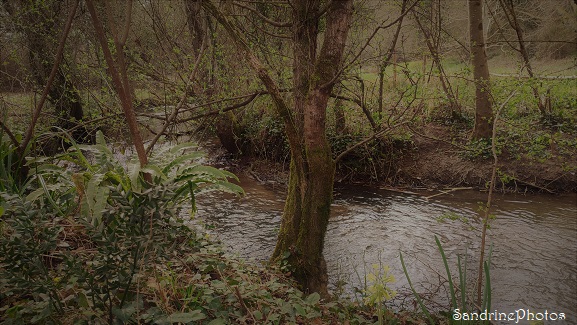 Paysage, prairie humide au bord du ruisseau le Crochet, l`Huilerie, Queaux 86 (19)