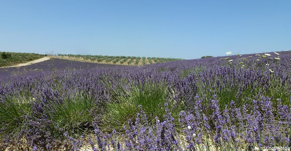 Paysages de Provence, Culture de lavandin, entre lavandes et oliviers, Valensole, Alpes de Hautes Provence, 28 juillet 2013 (50)