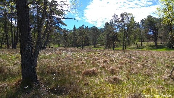 Paysages de tourbières, Corrèze, Plateau de Millevaches, Faune et flore protégées