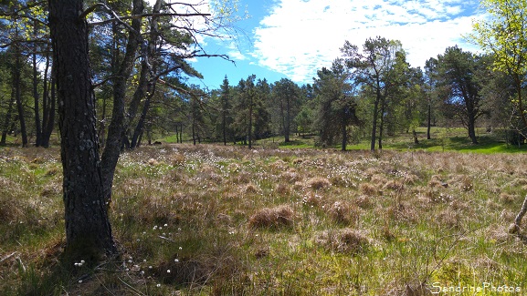 Paysages de tourbières, Corrèze, Plateau de Millevaches, Faune et flore protégées