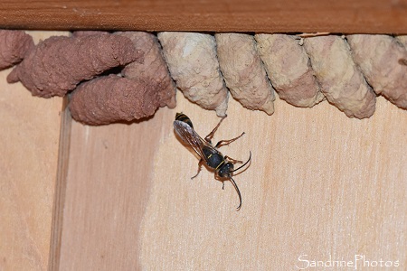 Pélopée courbée,Sceliphron curvatum, Sphecidae, Insecte et urnes en argile sous le préau, Le Verger, Bouresse (7)