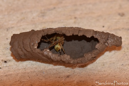 Pélopée courbée,Sceliphron curvatum, Sphecidae, Insecte et urnes en argile sous le préau, Le Verger, Bouresse (9)