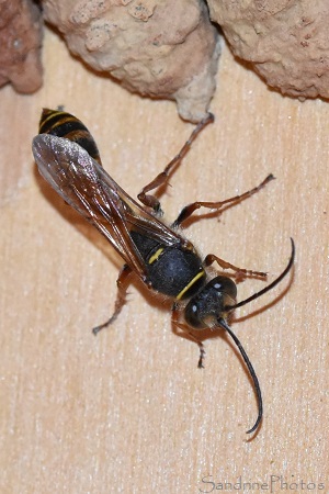 Pélopée courbée,Sceliphron curvatum, Sphecidae, Insecte et urnes en argile sous le préau, Le Verger, Bouresse