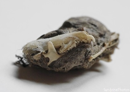 Pelote de réjection et contenu, crâne et os de musaraigne, Owl pellet with shrewmouse bones and skull, Bouresse, Poitou-Charentes(16)