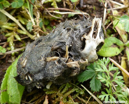 pelote de rejection de chouette poils et os de souris régurgités 