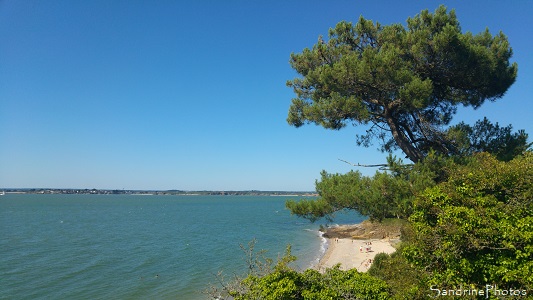 Pénestin, sentier des douaniers, Loire-Atlantique, Morbihan (117)