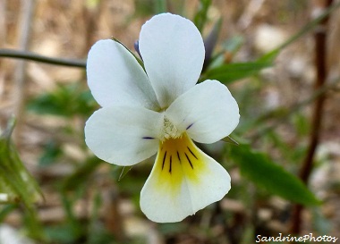 Pensée sauvage blanche, fleurs des champs, Wild pansy, wild flowers, Bouresse Poitou-Charentes