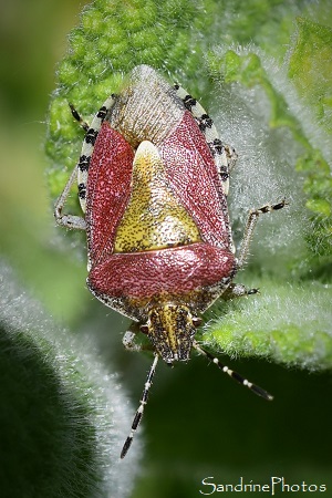 Pentatome des baies, Dolycoris baccarum, Punaise rose, Hémiptères, La Planchette, Queaux (52)