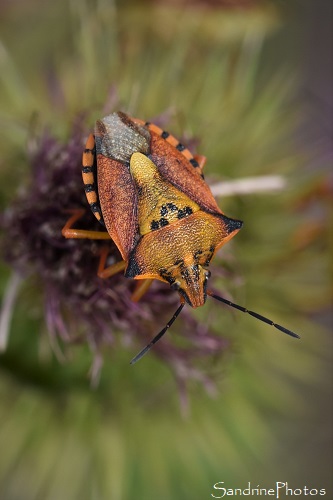 Pentatome méridional, Carpocoris mediterraneus atlanticus tamanini, Insectes, Punaises, Le Verger, Bouresse 86, Vienne(4)