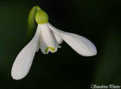 Perce-neige, Galanthus nivalis, fleurs blanches du jardin, white flowers of the garden, Bouresse, Poitou-Charentes