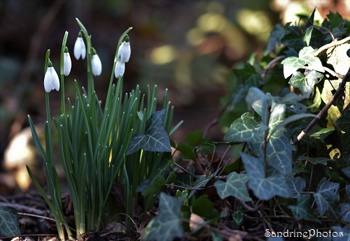 Perce neige et lierre, janvier 2021, Bouresse, SandrinePhotos Esprit Nature