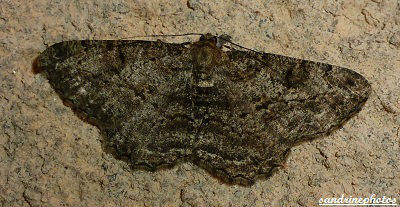 Peribatodes rhomboidaria Boarmie rhombodale Géométridés Papillon de nuit Bouresse Poitou-Charentes