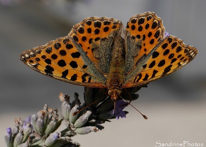 Petit Nacré, Issoria lathonia, Nymphalidae, Papillons de jour dans les lavandes, Le Verger, Bouresse, Biodiversité du Sud-Vienne (43)