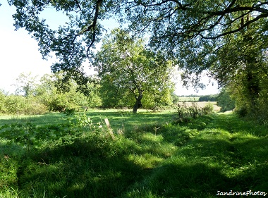 Petit chemin à Villemblée, Little path leading to the village of Villemblée-Bouresse, Poitou-Charentes