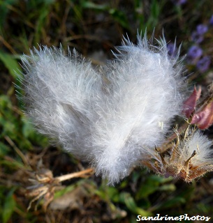 Petit coeur en plumes, Heart of feathers, Histories of hearts, Sandrinephotos Bouresse