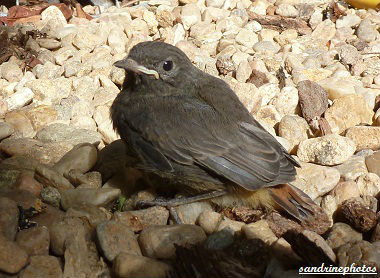 Petit rouge-queue tout juste sorti du nid dimanche 3 juin 2012 Oiseaux de nos jardins Bouresse Poitou-Charentes