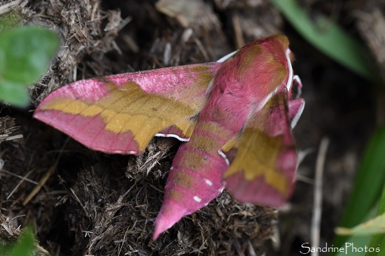 Petit sphinx de la vigne, Deilephila porcellus, Col de Larnat, Norrat, Tarascon, Ariège 2023 (125)