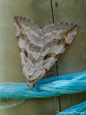 Petite Rayure, Aplocera efformata, Geometridae, Papillons de nuit, le Verger, Bouresse 86, Biodiversité du Sud-Vienne (8)