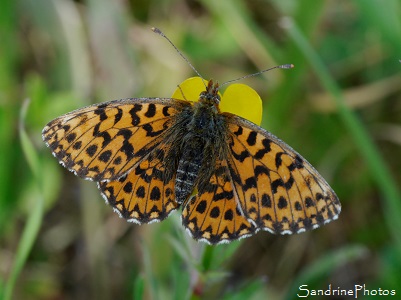 Petite Violette, Boloria dia, Papillon de jour, Mothes and butteflies, jardin, le Verger, Bouresse 86 (1)