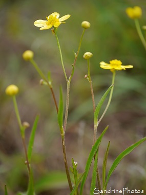 Petite douve, Renoncule flammette, Ranunculus flammula, Fleur jaune aquatique, Poitou-Charentes, (2)