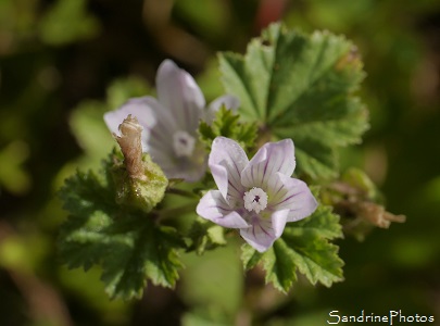 Petite mauve, Malva neglecta, Fleurs sauvages lilas pâle veinées de violet, Jardin, Le Verger, Bouresse 86, Biodiversité en région Nouvelle-Aquitaine (21)