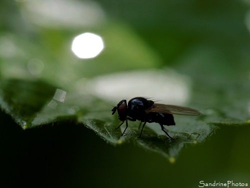 Petite mouche, Diptère, Little fly of the garden, Jardin, Bouresse, Le Verger, 86, Vienne et Gartempe (14)