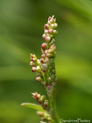 Petite oseille, Rumex acetosella, Fleurs sauvages roses à rouges, Jardin, le Verger, Bouresse, Sud-Vienne, Poitou 86 (3)