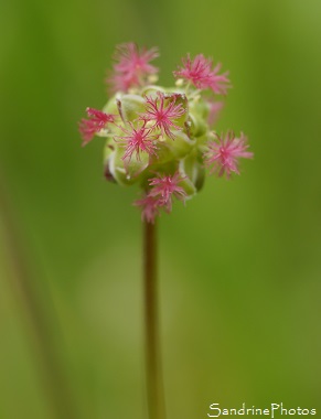 Petite pimprenelle, Sanguisorba minor,Pimprenelle, Fleurs sauvages roses, Jardin, Le Verger, Bouresse 86 (10)