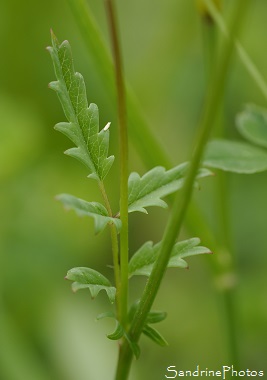 Petite pimprenelle, Sanguisorba minor,Pimprenelle, Fleurs sauvages roses, Jardin, Le Verger, Bouresse 86 (11)