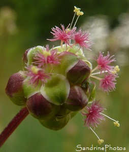 Petite pimprenelle, Sanguisorba minor,Pimprenelle, Fleurs sauvages roses, Jardin, Le Verger, Bouresse 86(35)