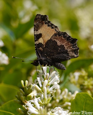 Petite tortue, Aglais urticae, Papillon de jour, moths and butterflies of Poitou-Charentes, Bouresse, France (1)