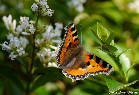 Petite tortue, Aglais urticae, Papillon de jour, moths and butterflies of Poitou-Charentes, Bouresse, France (2)