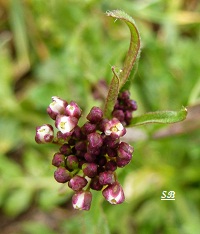 Bourse à pasteur Capsella bursa-pastoris fleurs crucifères blanches