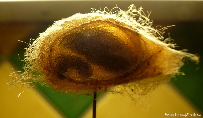 Petits paons de nuit-Saturnia pavonia-Intérieur d`un cocon de chenille- The inside of a Saturnia pavonia`s cocoon, Bouresse, Poitou-charentes, 12 avril 2013 (7)
