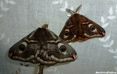 Petits paons de nuit- Saturnia pavonia-Naissance-Birth of butterflies and moths - 11 avril 2013 (71)