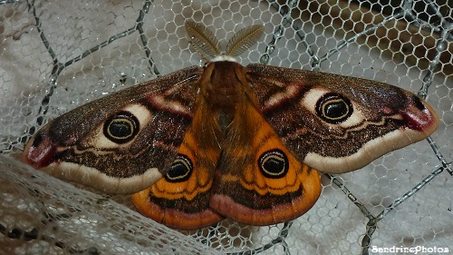 Petits paons de nuit-Saturnia pavonia, Naissance, Birth of butterflies and moths, Bouresse, Poitou-Charentes-11 avril 2013 (13)