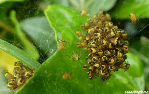 petites araignées d`araneus diadematus -Epeire diadème Araneidae Bouresse Poitou-Charentes (1)