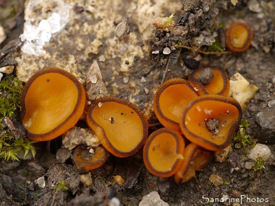 Pézize de Chater, Melastiza chateri, Pézizes, Champignons, Pézizes oranges bordées de noir, le Verger Bouresse (36)