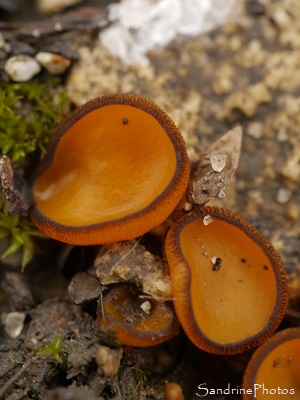 Pézize de Chater, Melastiza chateri, Pézizes, Champignons, Pézizes oranges bordées de noir, le Verger Bouresse (37)