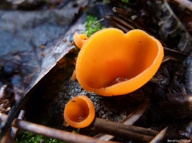 Pézize orangée- Aleuria aurantia, Champignons, Poitou-Charentes, Bouresse, Promenade en forêt-20 octobre 2013 pf