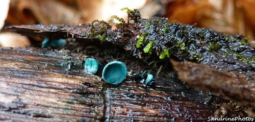 Pézize turquoise, Chlorosplenium bleu-vert, Champignons, Ascomycètes, Mushrooms, Bouresse, Vienne 86, Poitou-Charentes-Forêt Bois de Nablan
