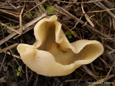 Pézize vésiculeuse, Peziza vesiculosa, Pezizaceae, Champignons, le Verger, Bouresse 86