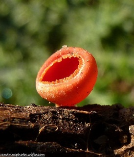 pezize-ecarlate-Champignons, Bouresse, Poitou-Charentes