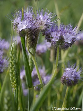 Phacélie à feuilles de tanaisie, Phacelia tanacetifolia, Plante pour les syrphes, larves mangeuses de pucerons, Saint Secondin, Prairie fleurie du Poitou-Charentes(13)